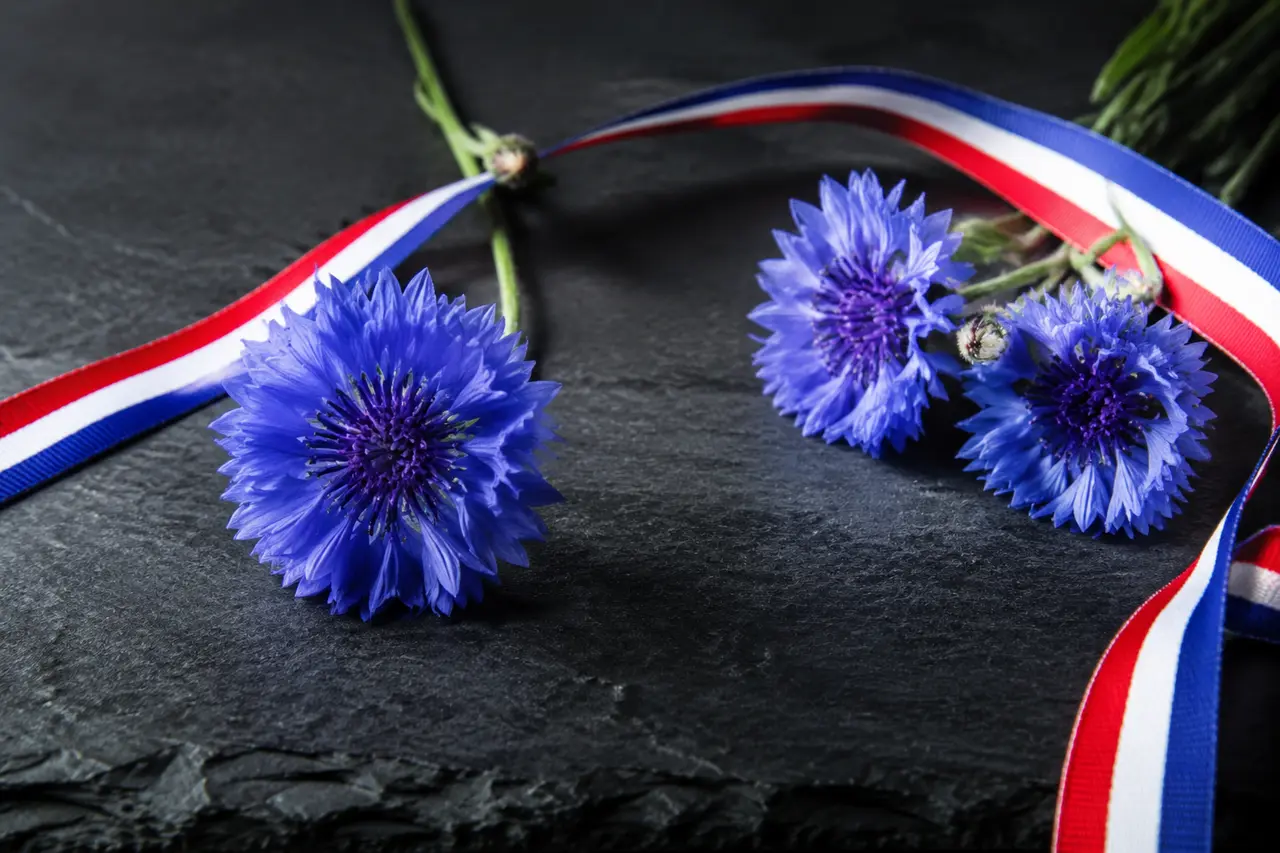 Bleuets et ruban tricolore symbolisant la mémoire du 11 novembre