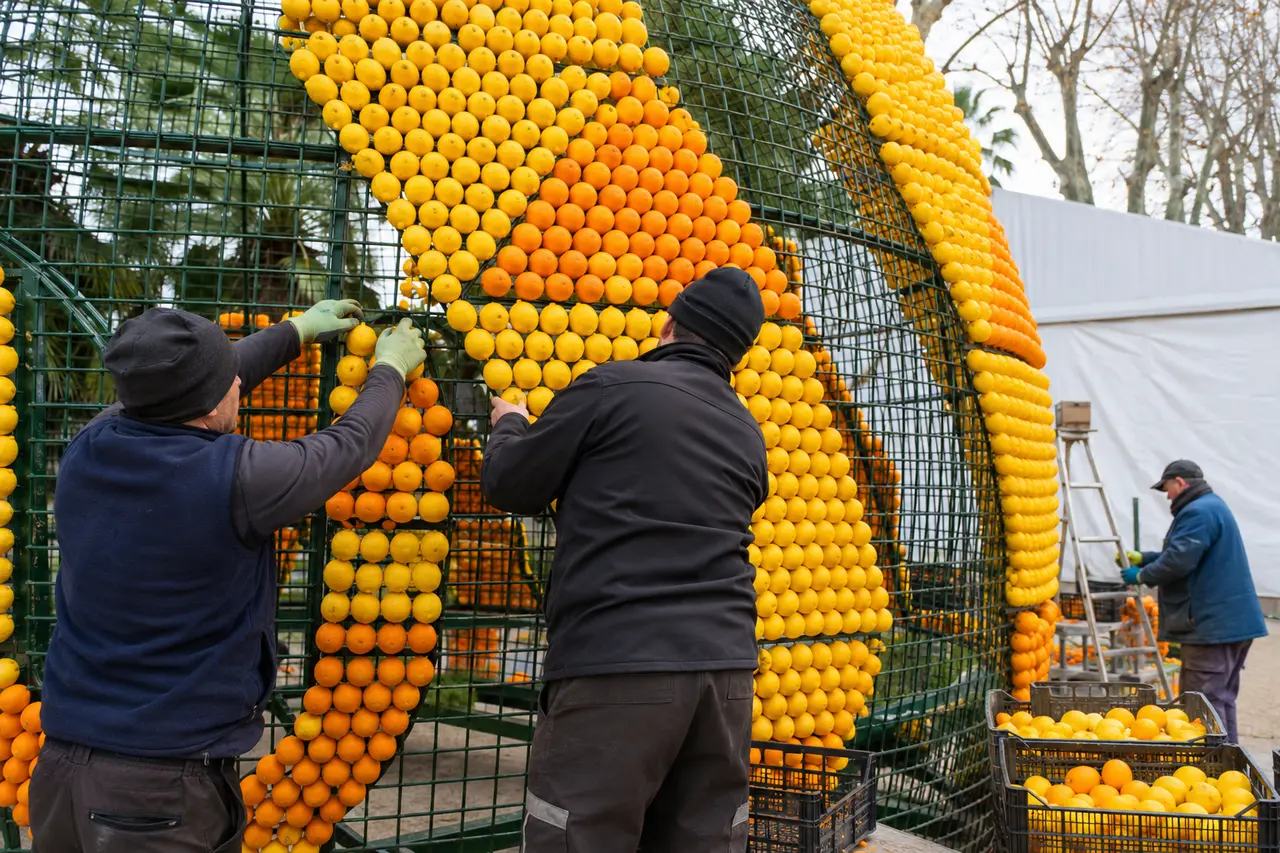 Équipes fixant oranges et citrons sur une structure monumentale à Menton