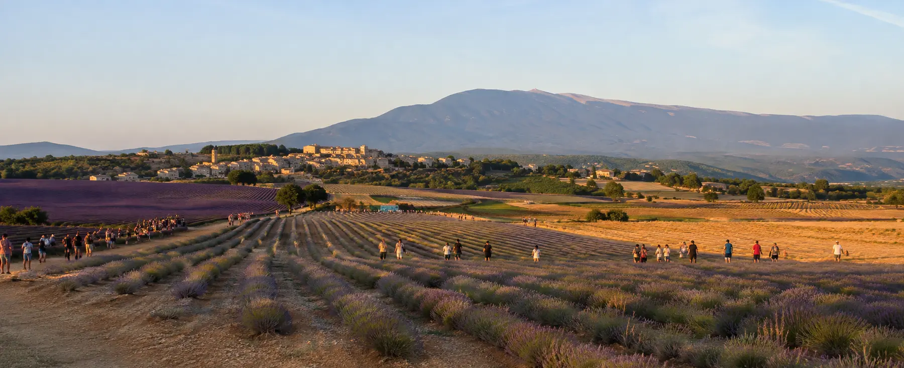 Parcelles de lavande et de lavandin sur le plateau de Sault au coucher du soleil